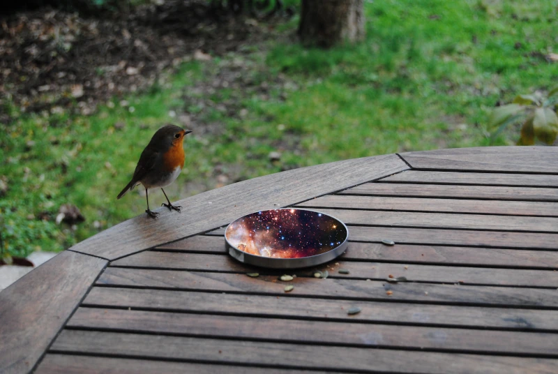 Un rouge-gorge, tête vers le haut, posé sur le bord d'une table de jardin en bois, regarde de travers un petit récipient plat et rond devant lui, à côté duquel sont dispersées quelques graines. Dans le récipient on voit des étoiles et des nébuleuses.